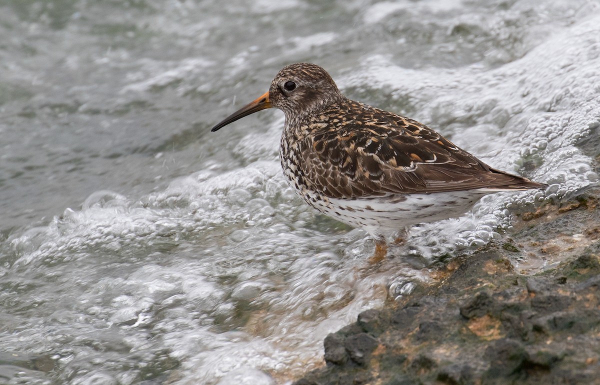 Purple Sandpiper - ML59314181