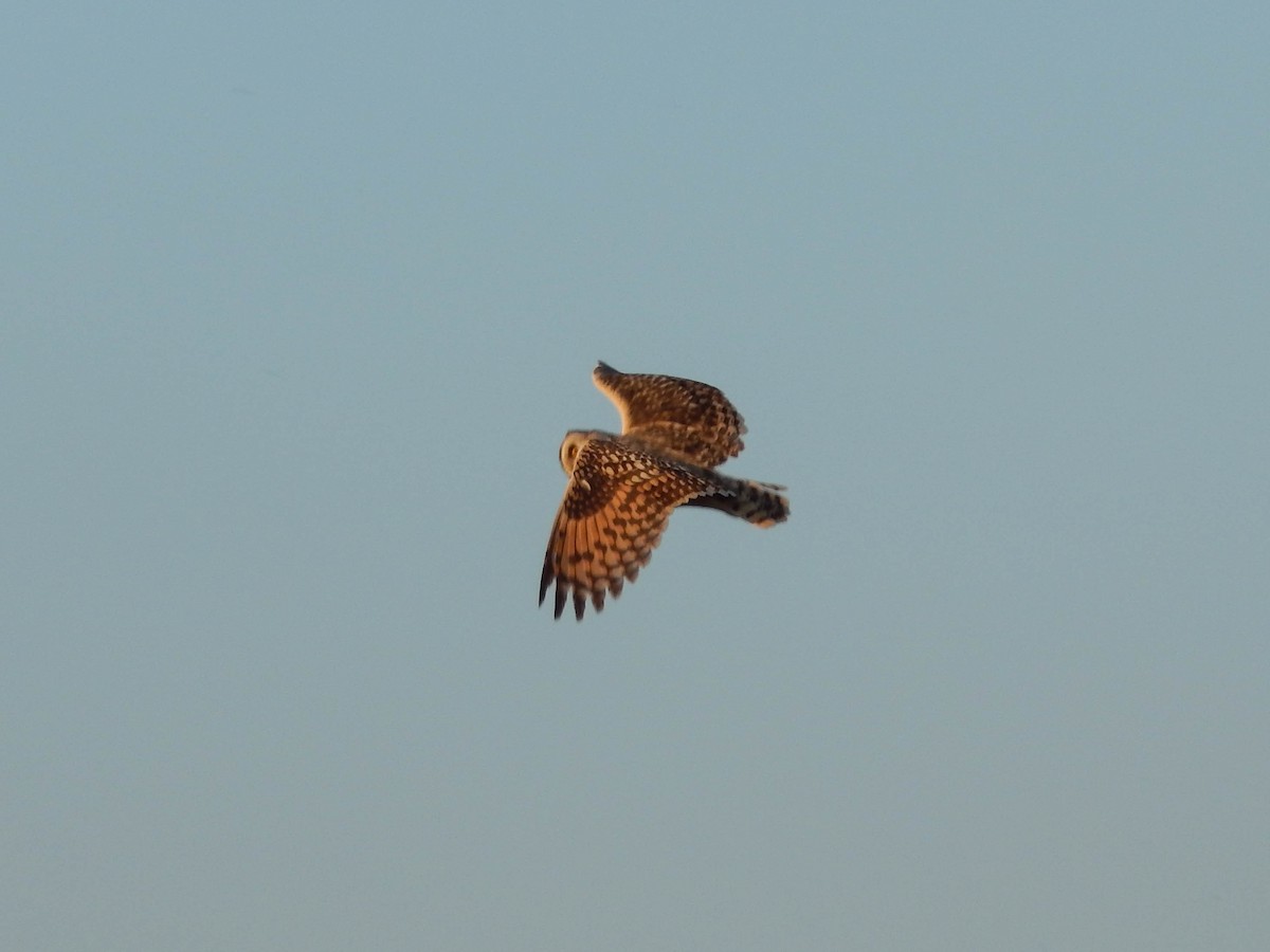 Short-eared Owl - ML593142131