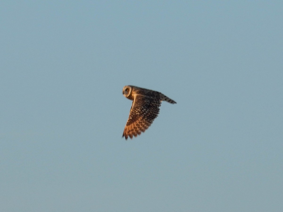 Short-eared Owl - ML593142141