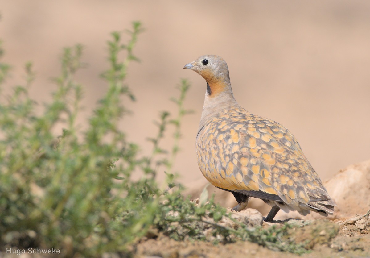 Black-bellied Sandgrouse - Hugo Schweke