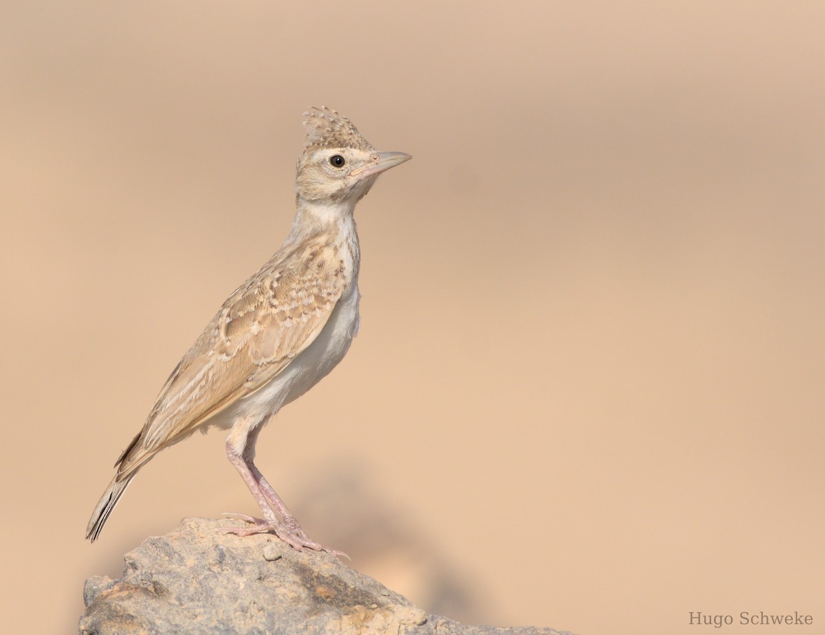 Crested Lark - Hugo Schweke