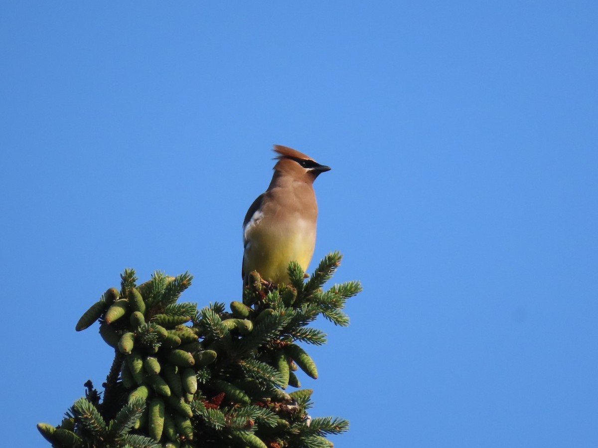 Cedar Waxwing - ML593142661