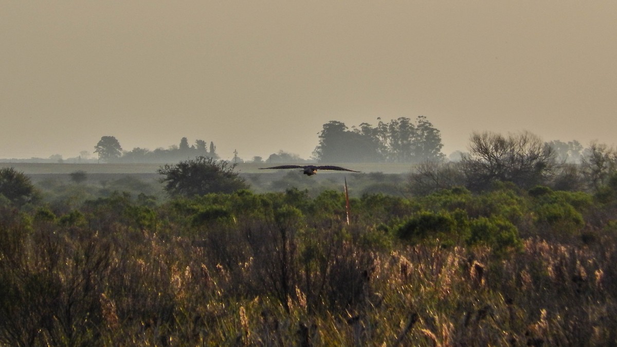 Búho Campestre - ML593142671