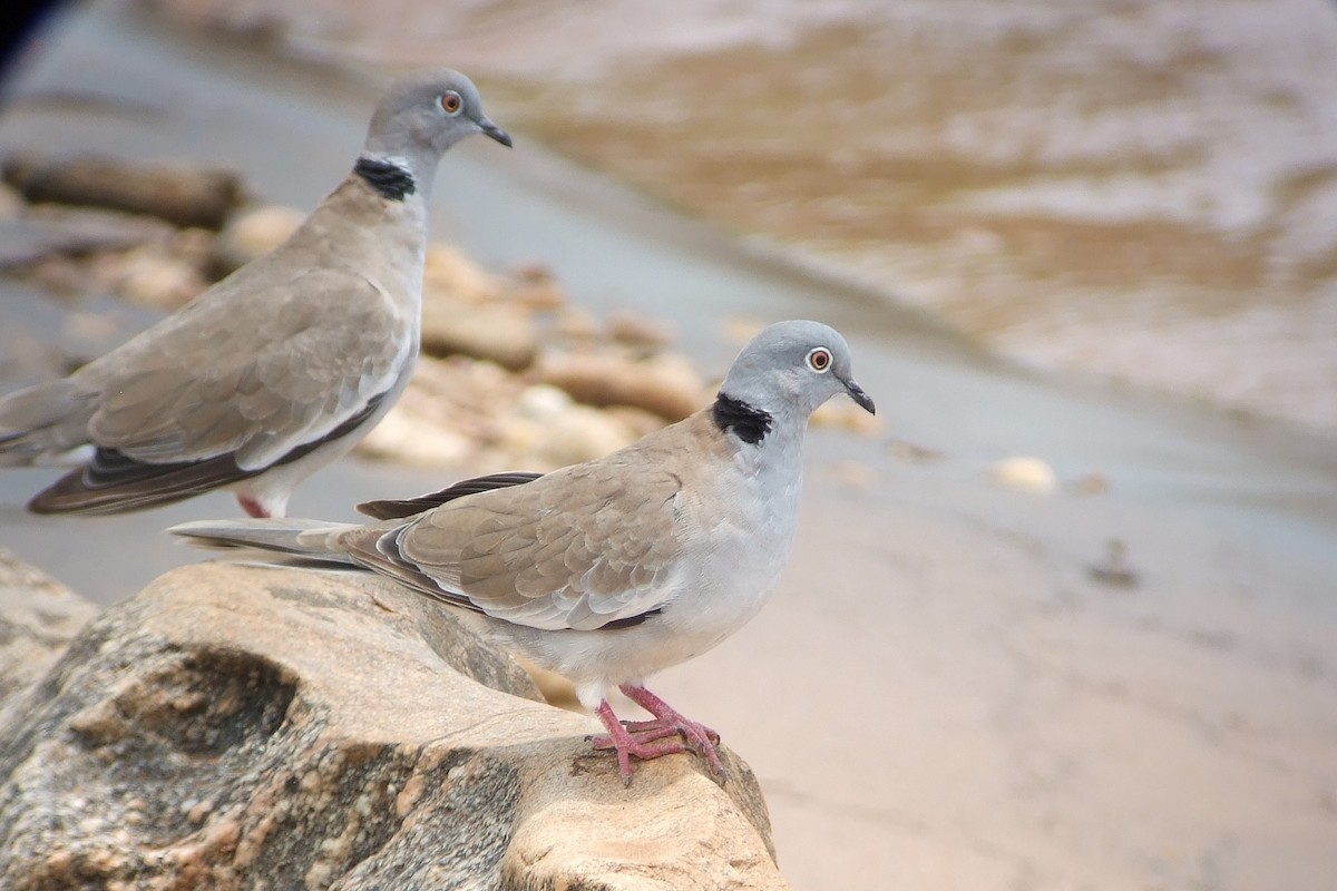 White-winged Collared-Dove - Oscar Campbell