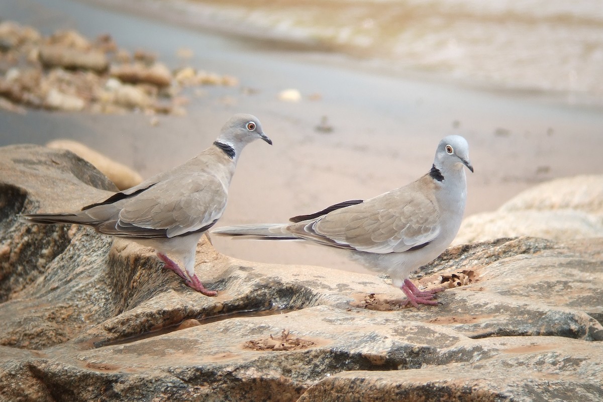 White-winged Collared-Dove - Oscar Campbell