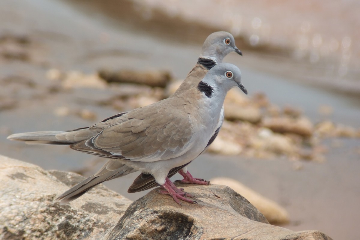 White-winged Collared-Dove - ML593142811