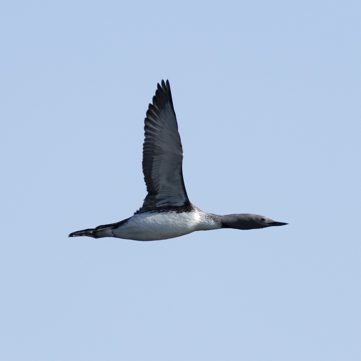 Red-throated Loon - Pablo González-Ocio