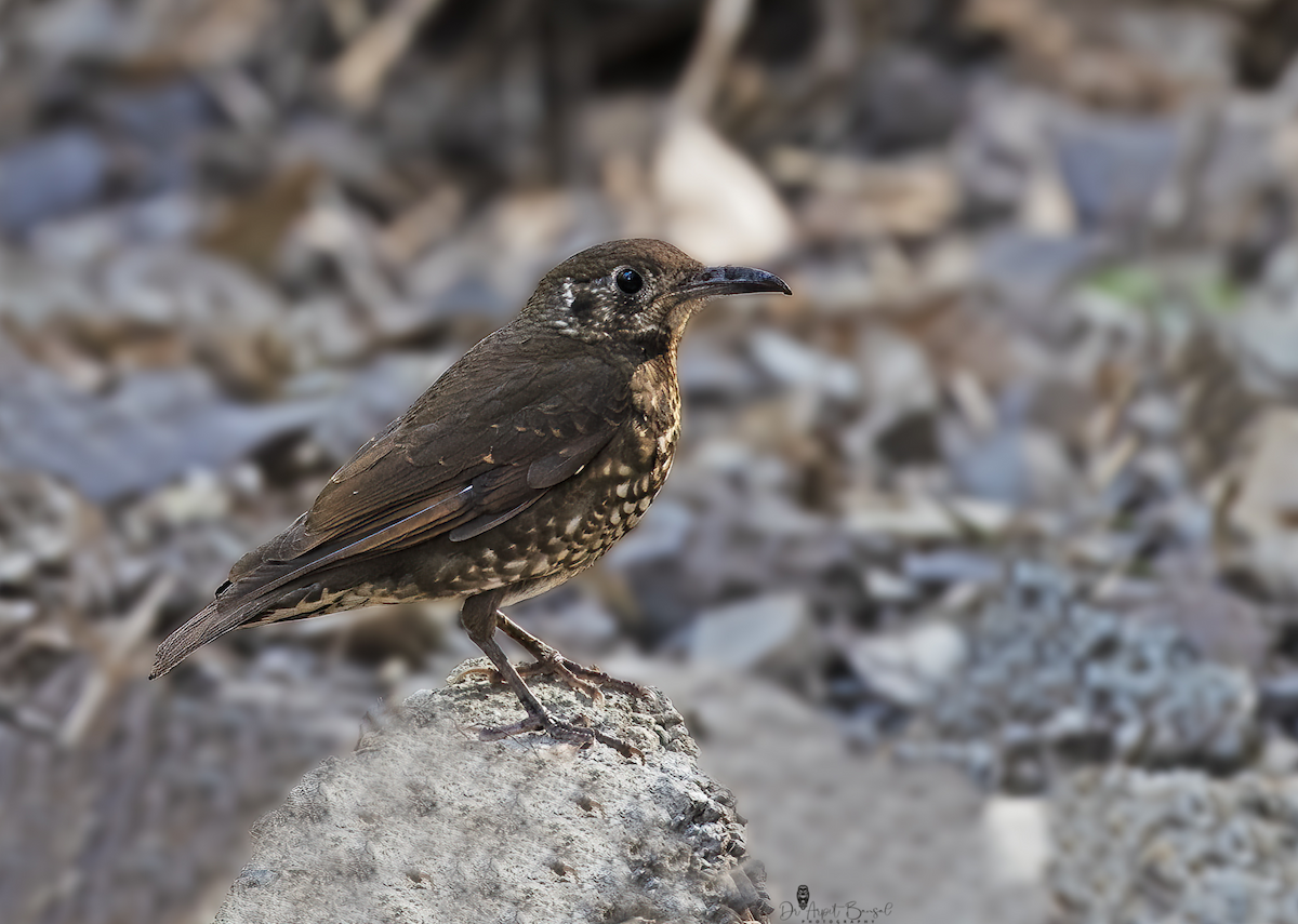 Dark-sided Thrush - ML593143011