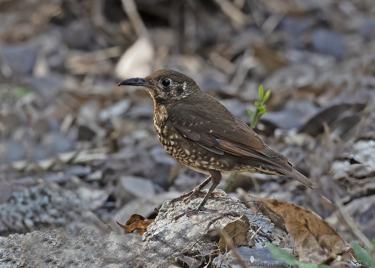 Dark-sided Thrush - ML593143021