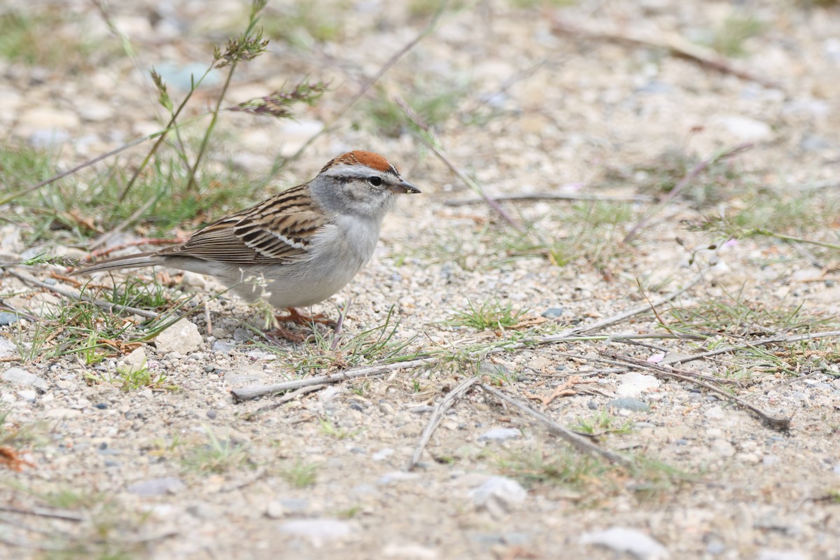 Chipping Sparrow - ML593144541