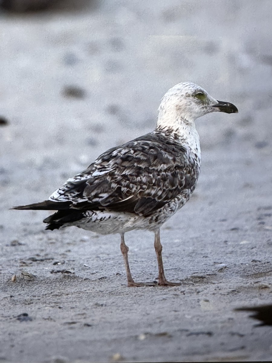 Lesser Black-backed Gull - Corie Latta