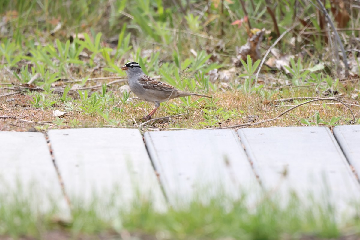 White-crowned Sparrow - ML593144611