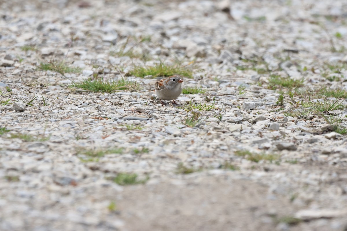Field Sparrow - ML593144671