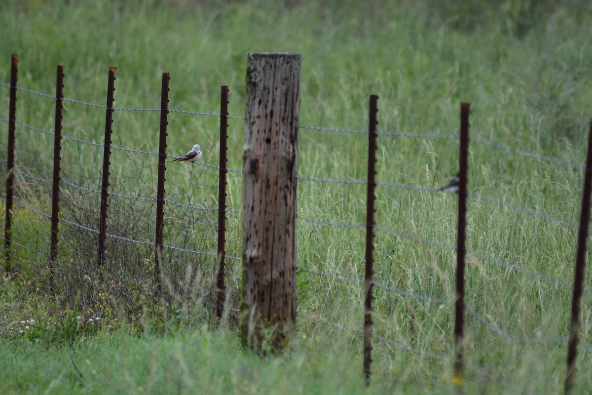 Scissor-tailed Flycatcher - Harold Donnelly