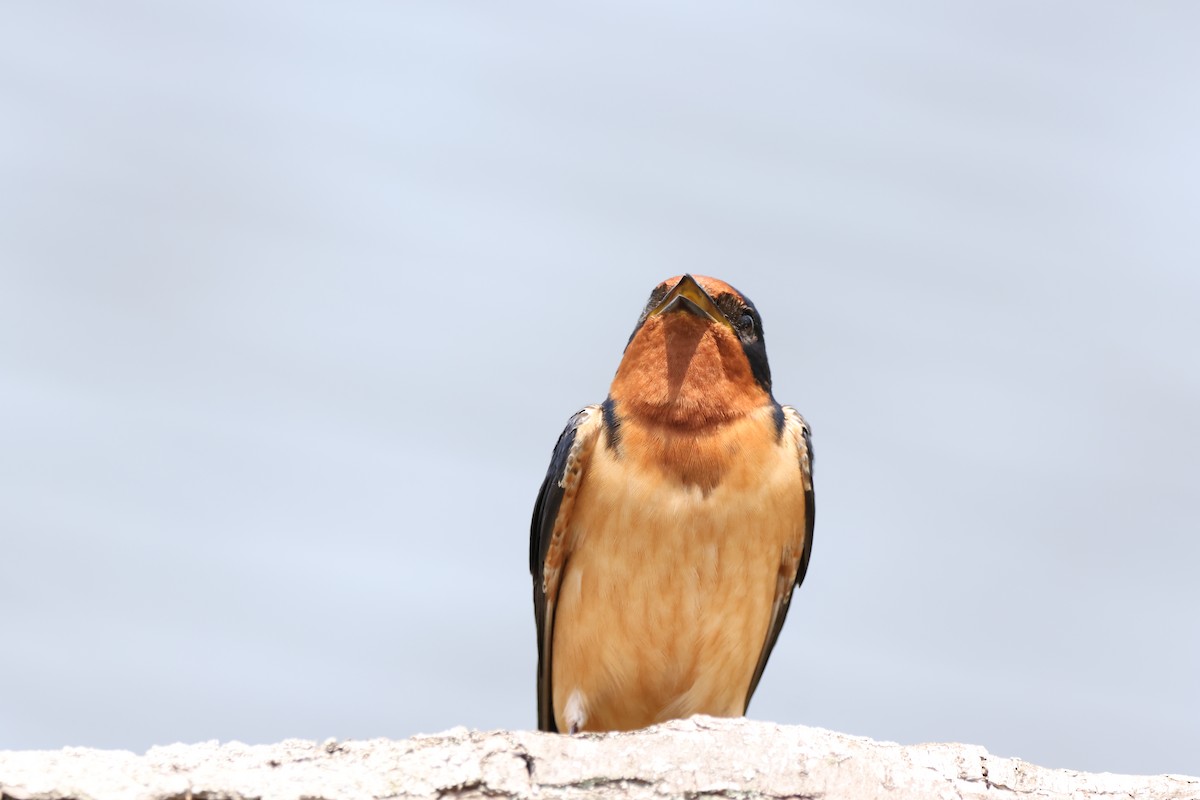 Barn Swallow - ML593145041