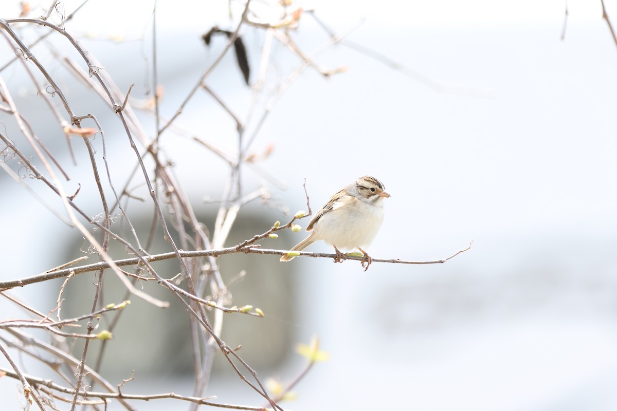 Clay-colored Sparrow - ML593145111