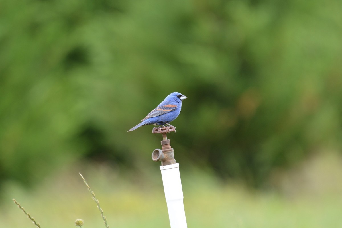 Blue Grosbeak - Harold Donnelly