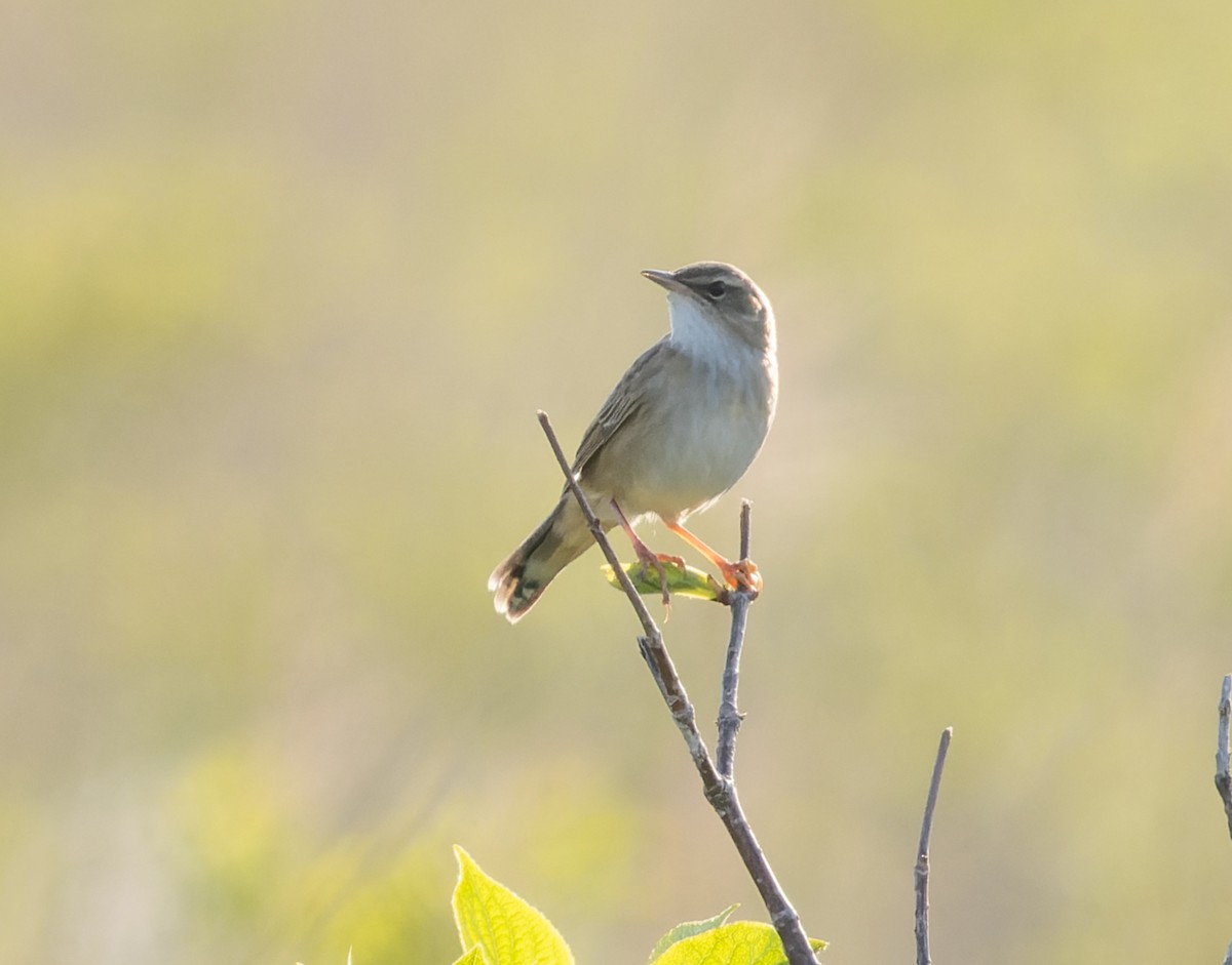 Middendorff's Grasshopper Warbler - ML593145691