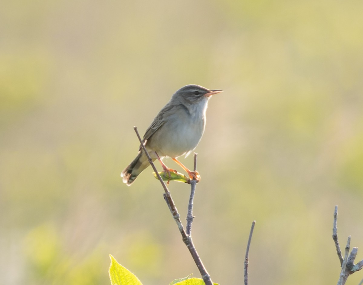 Middendorff's Grasshopper Warbler - Simon Colenutt