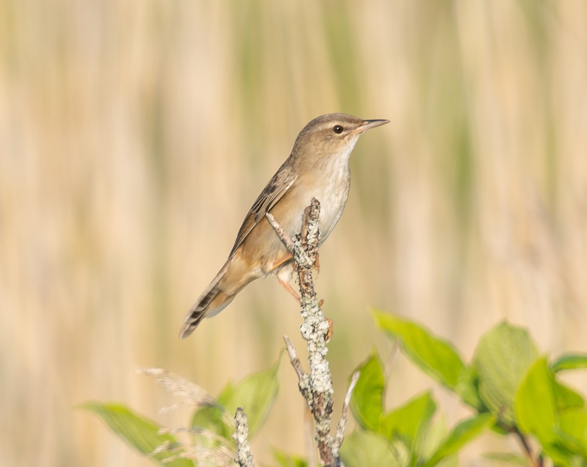 Middendorff's Grasshopper Warbler - Simon Colenutt