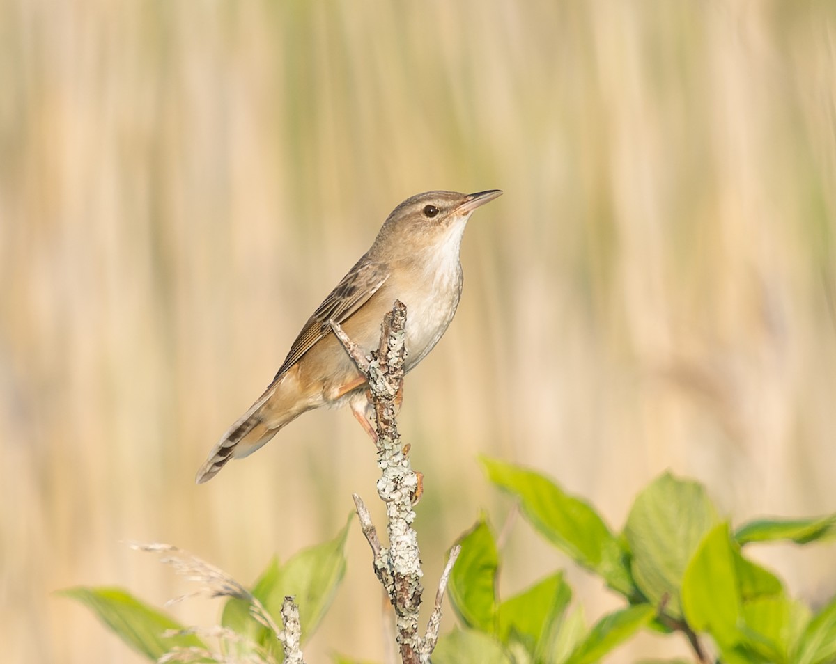 Middendorff's Grasshopper Warbler - Simon Colenutt