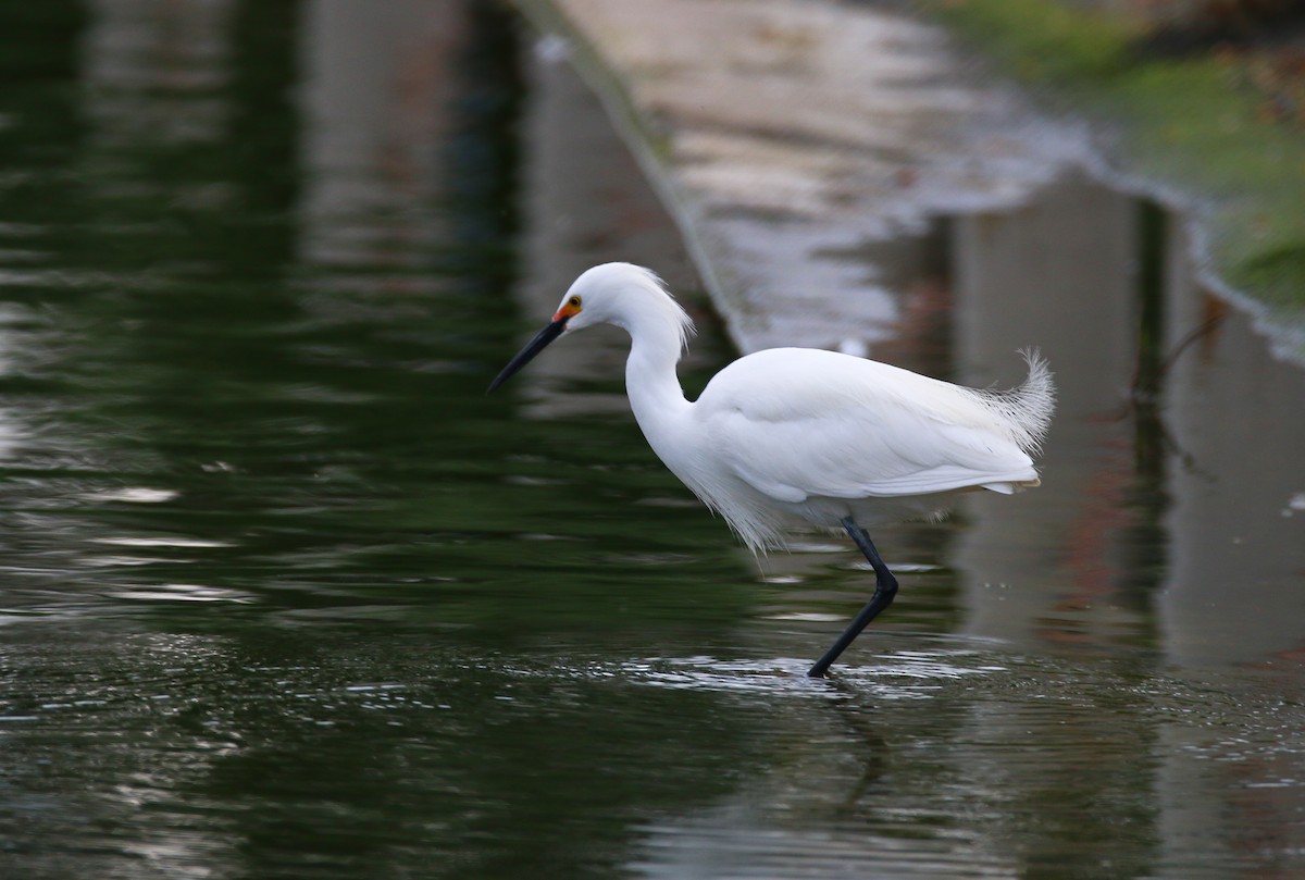 Snowy Egret - Devin Griffiths