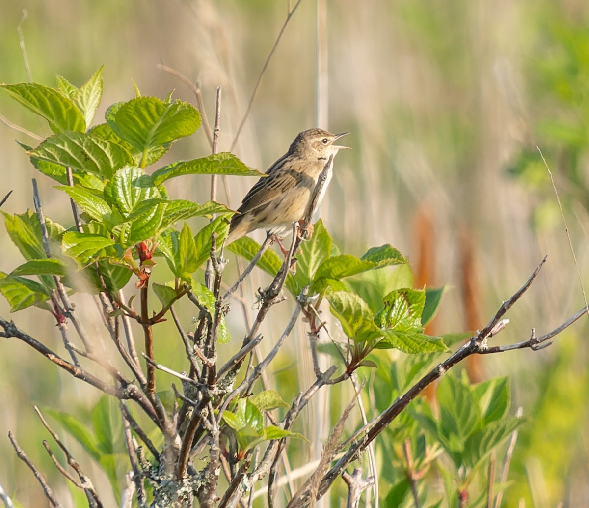 Lanceolated Warbler - ML593146011