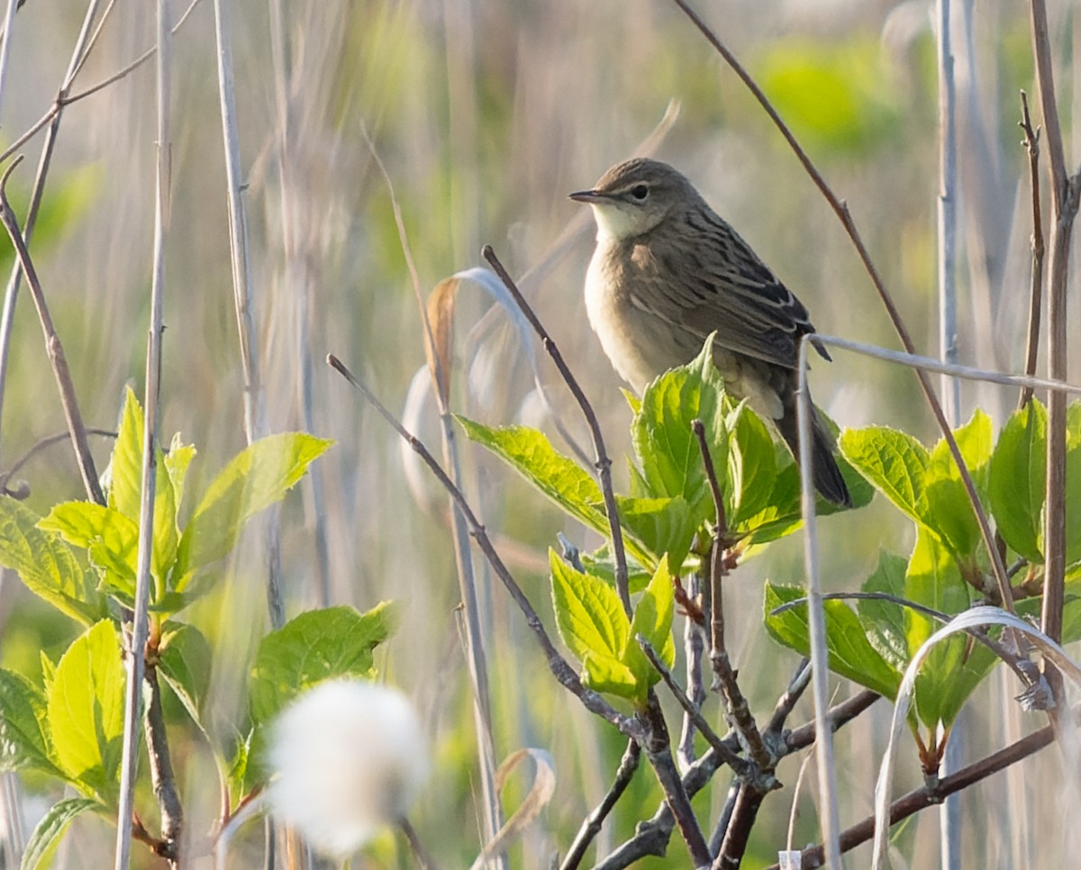 Lanceolated Warbler - Simon Colenutt