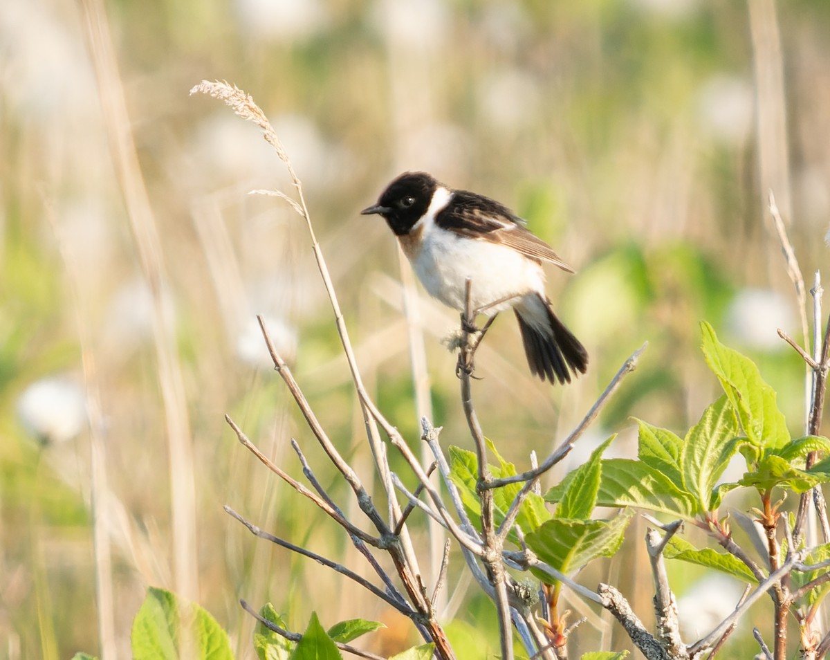 Amur Stonechat - ML593146141