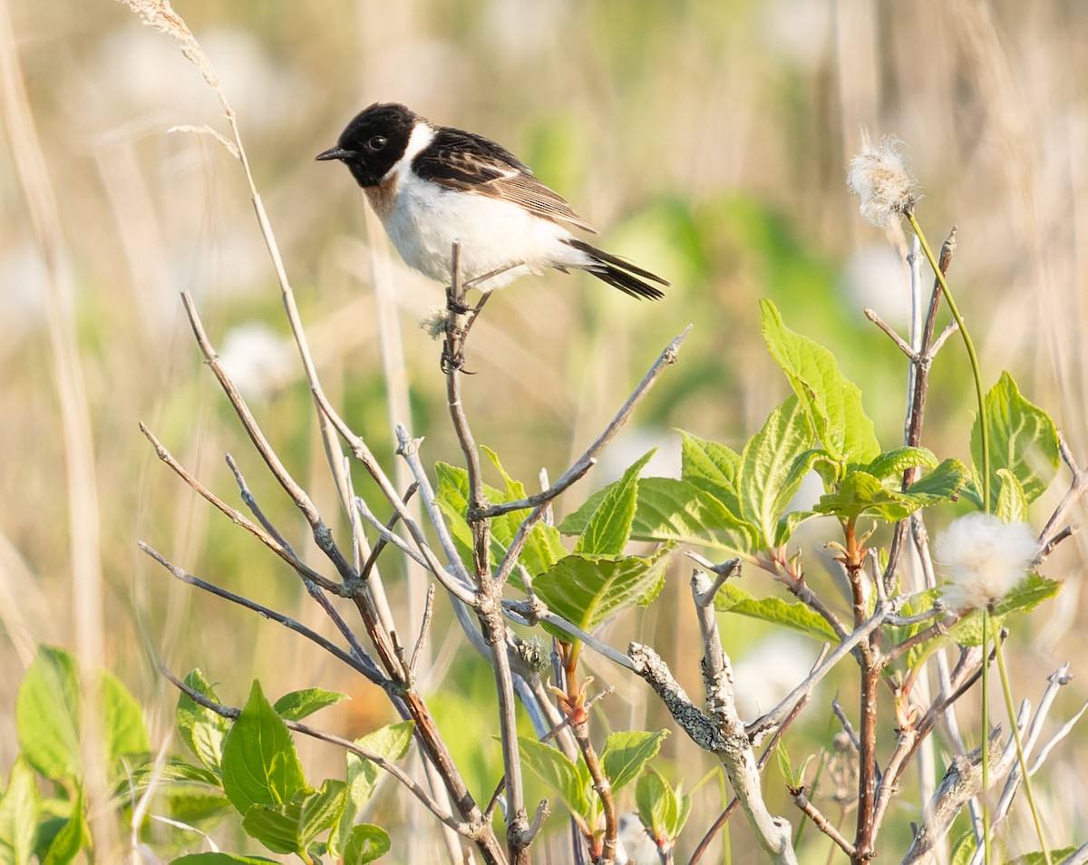 Amur Stonechat - ML593146171