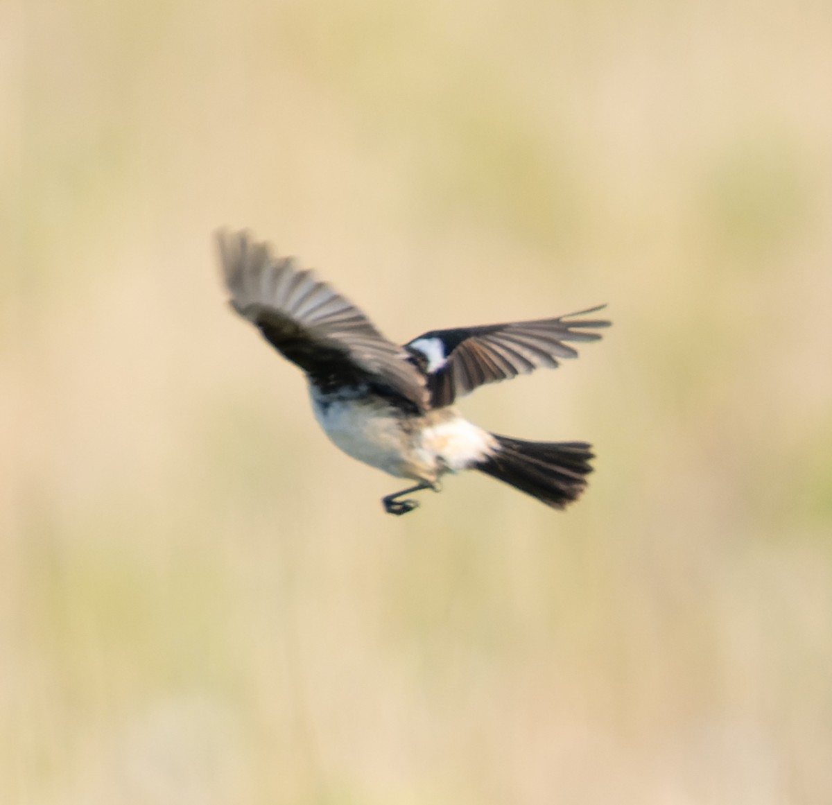 Amur Stonechat - ML593146341