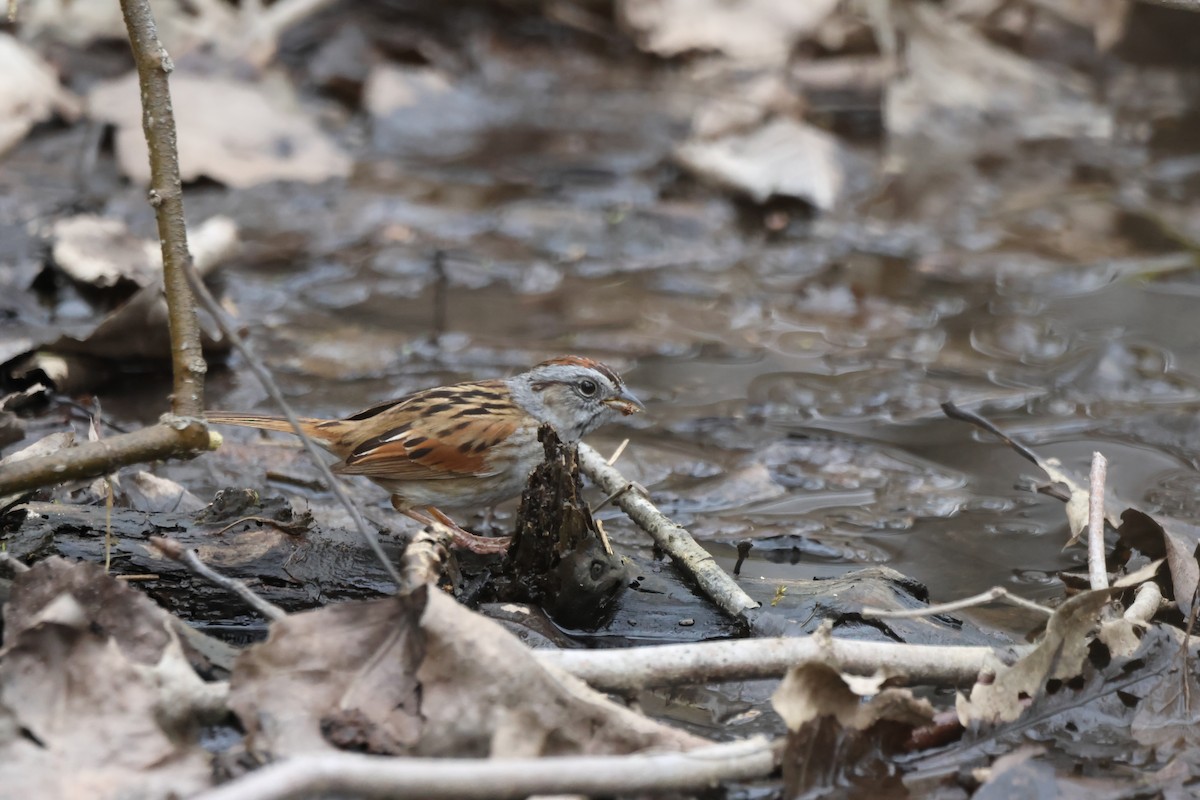 Swamp Sparrow - Sabrina Jacob
