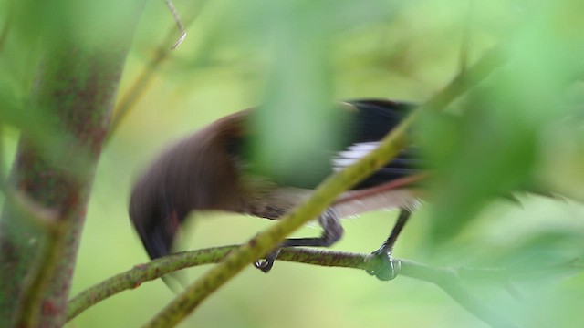 Gray Treepie - ML593148121