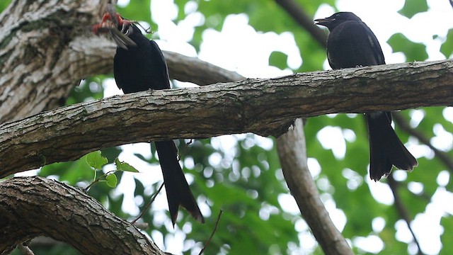 Black Drongo - ML593148361