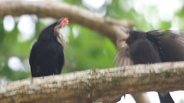 Black Drongo - ML593148381