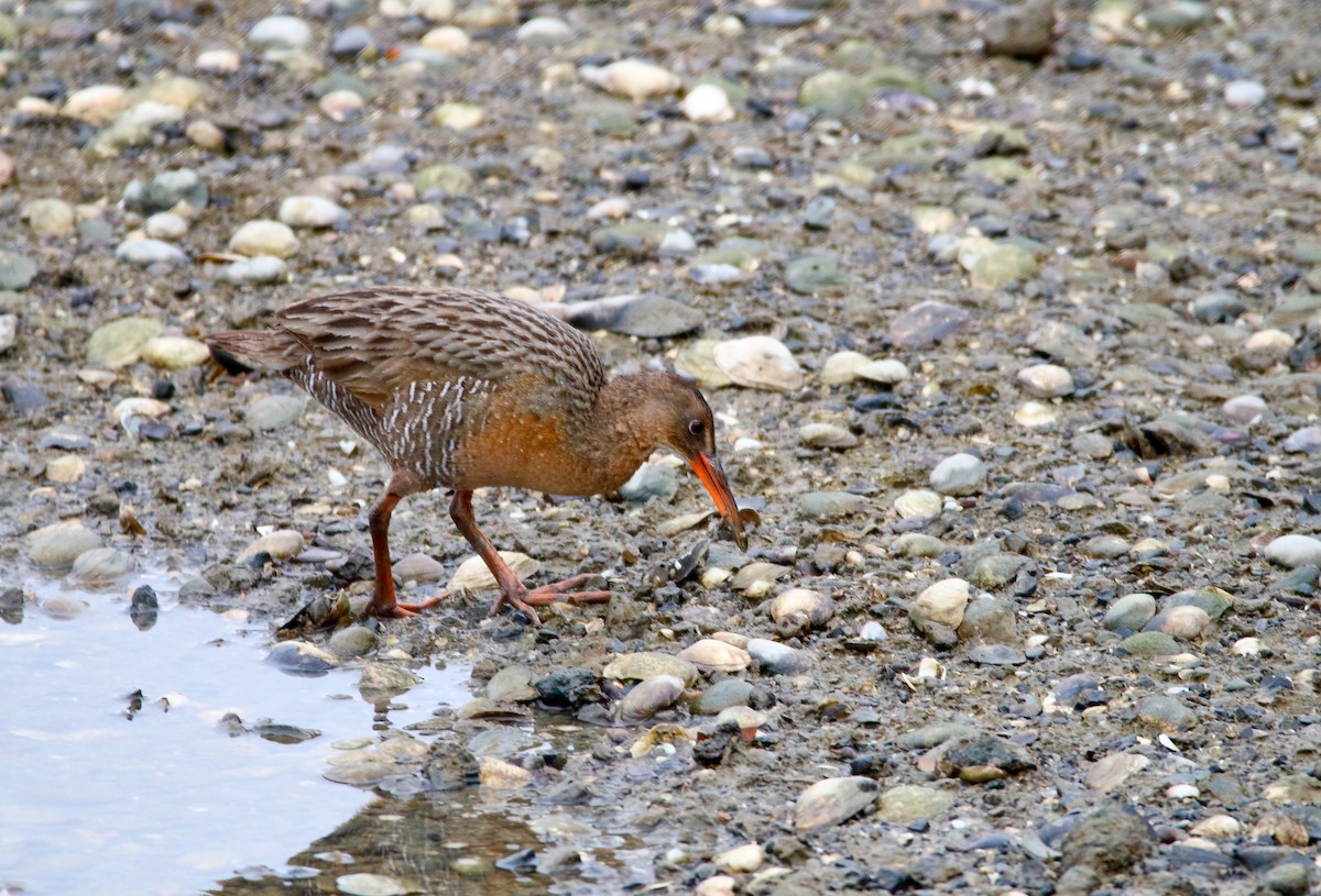 Ridgway's Rail - Devin Griffiths