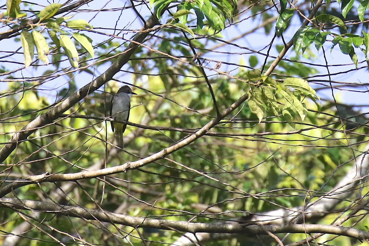 Cinereous Bulbul (Green-winged) - ML593150071