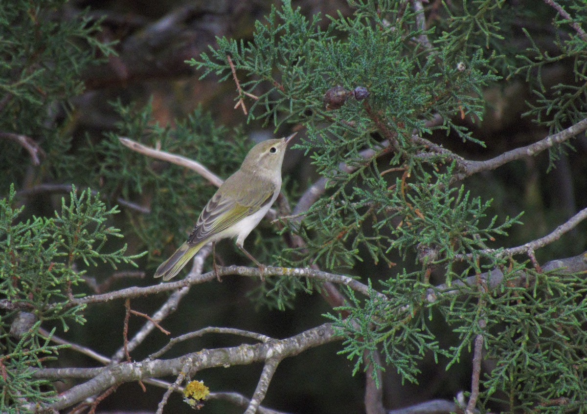 Western Bonelli's Warbler - ML593150721