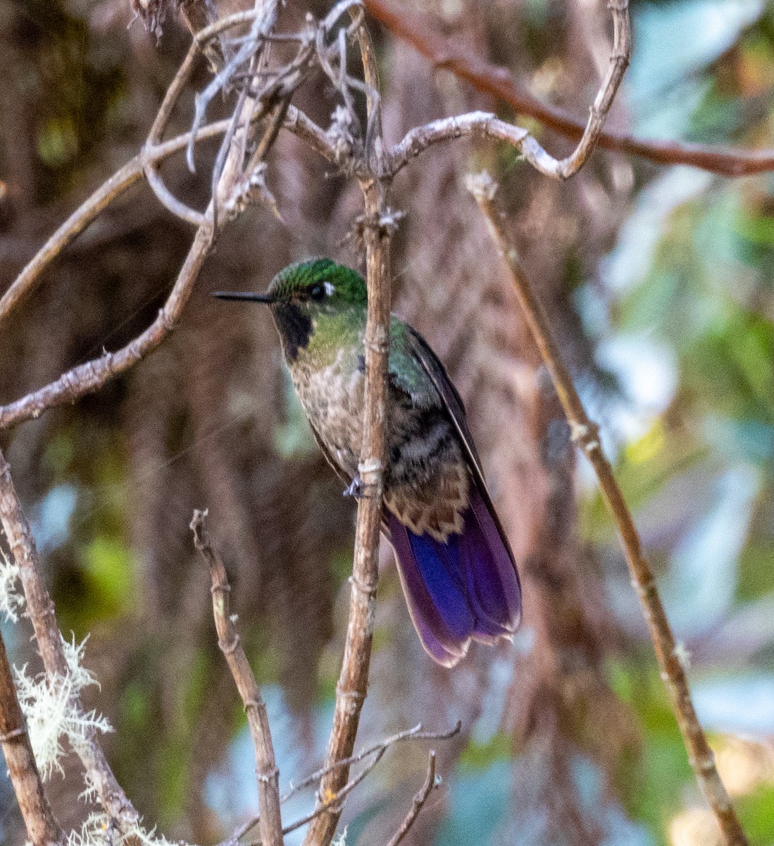 kolibřík dřišťálový - ML593152591