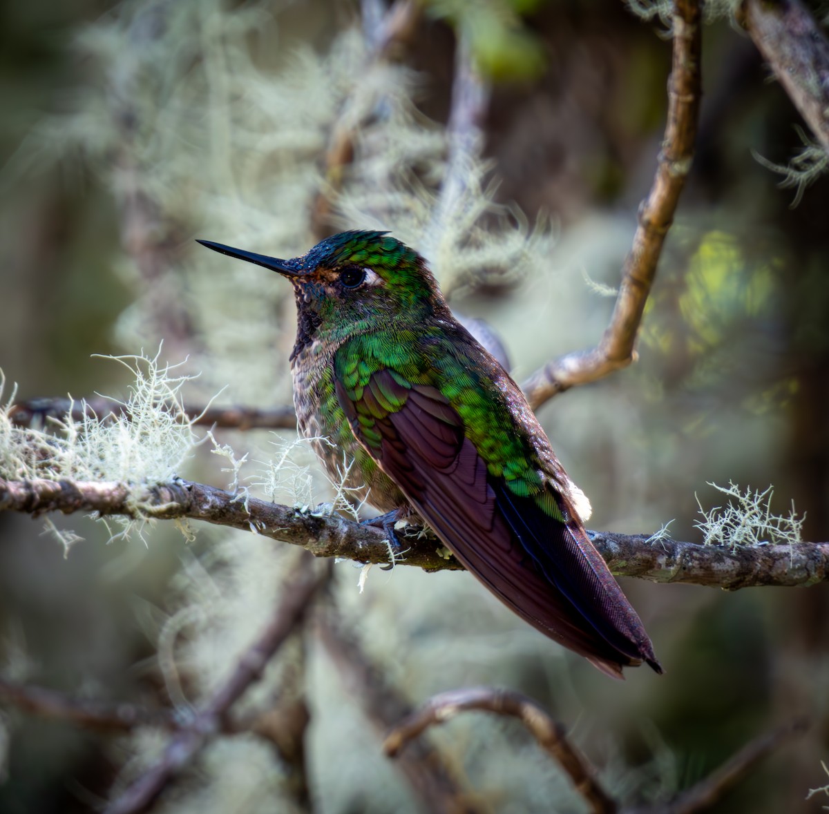 kolibřík dřišťálový - ML593152601