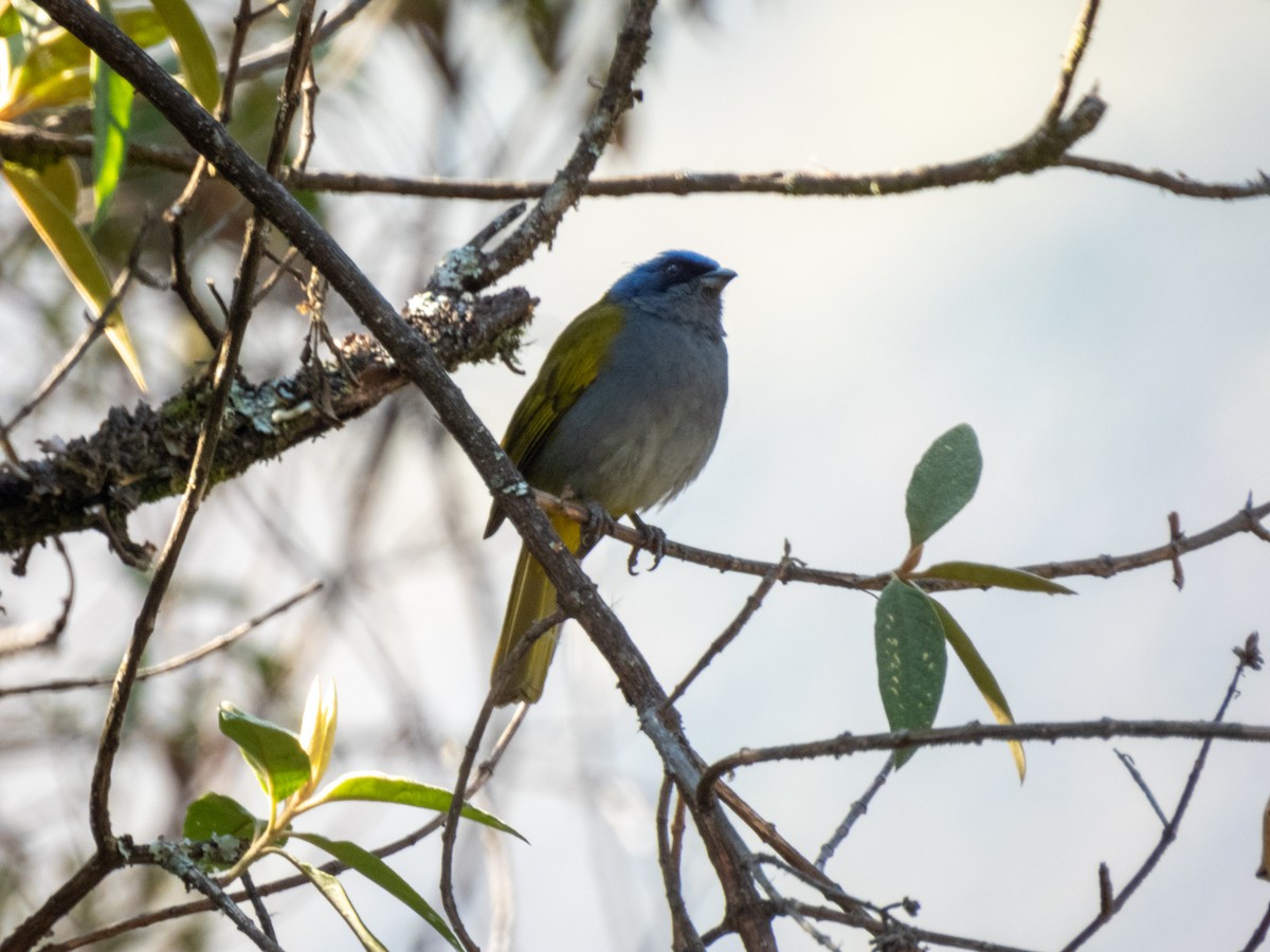 Blue-capped Tanager - ML593153081