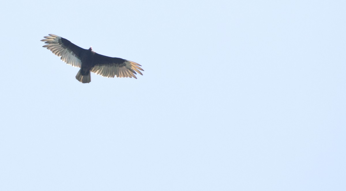 Turkey Vulture - ML593153181