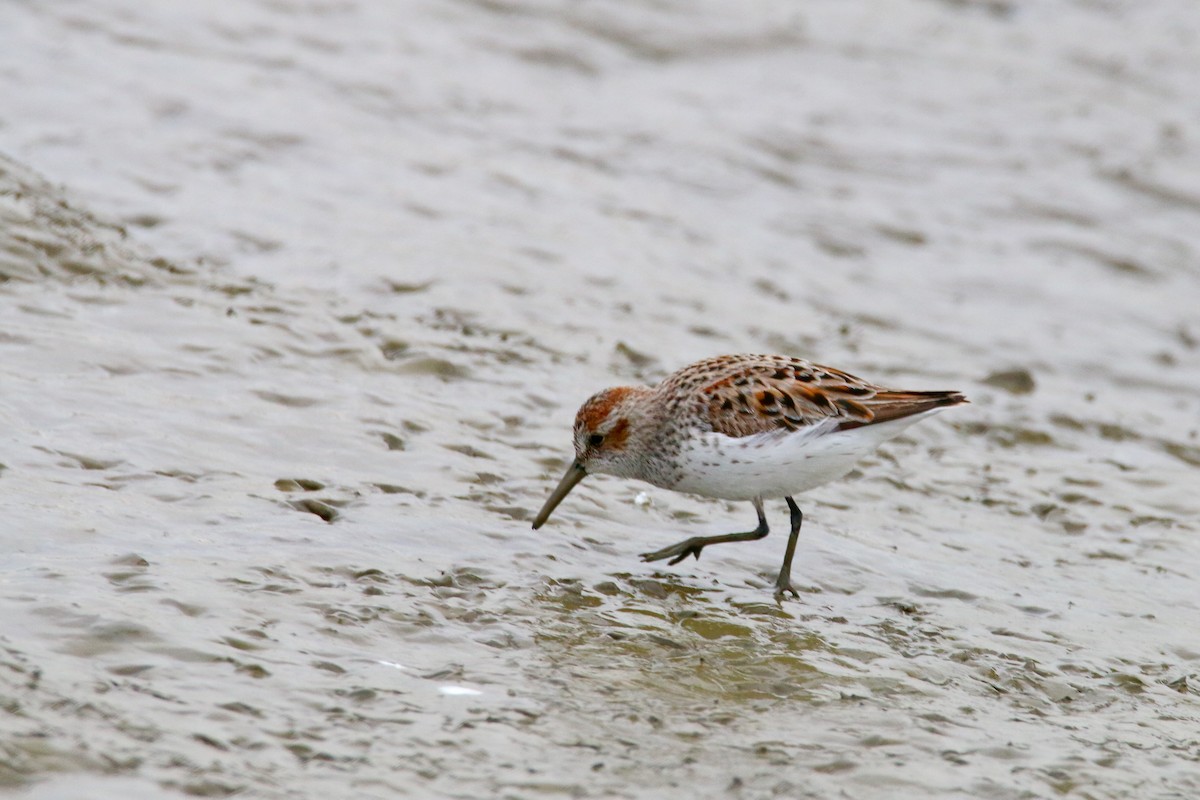 Western Sandpiper - ML59315331