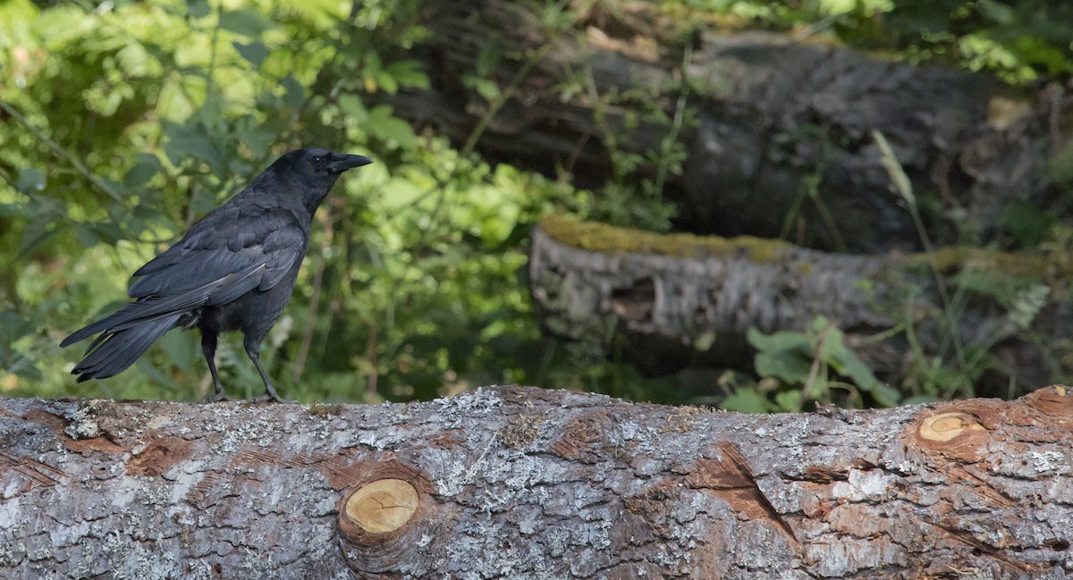 American Crow - ML593153421