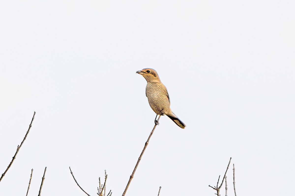 חנקן צפוני - ML593153681