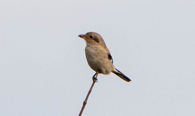 Northern Shrike - Bryan Cotter