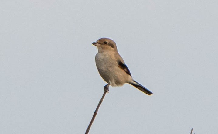 Northern Shrike - Bryan Cotter