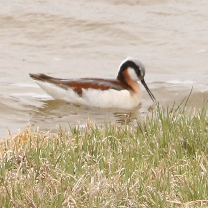 Wilson's Phalarope - ML59315391