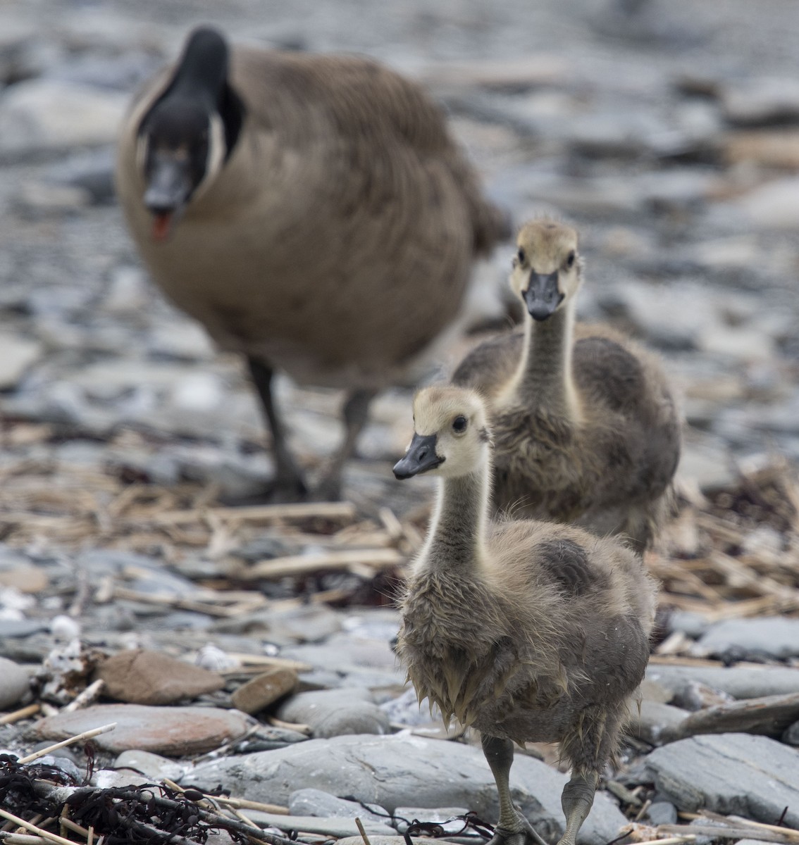 Canada Goose - ML593154201