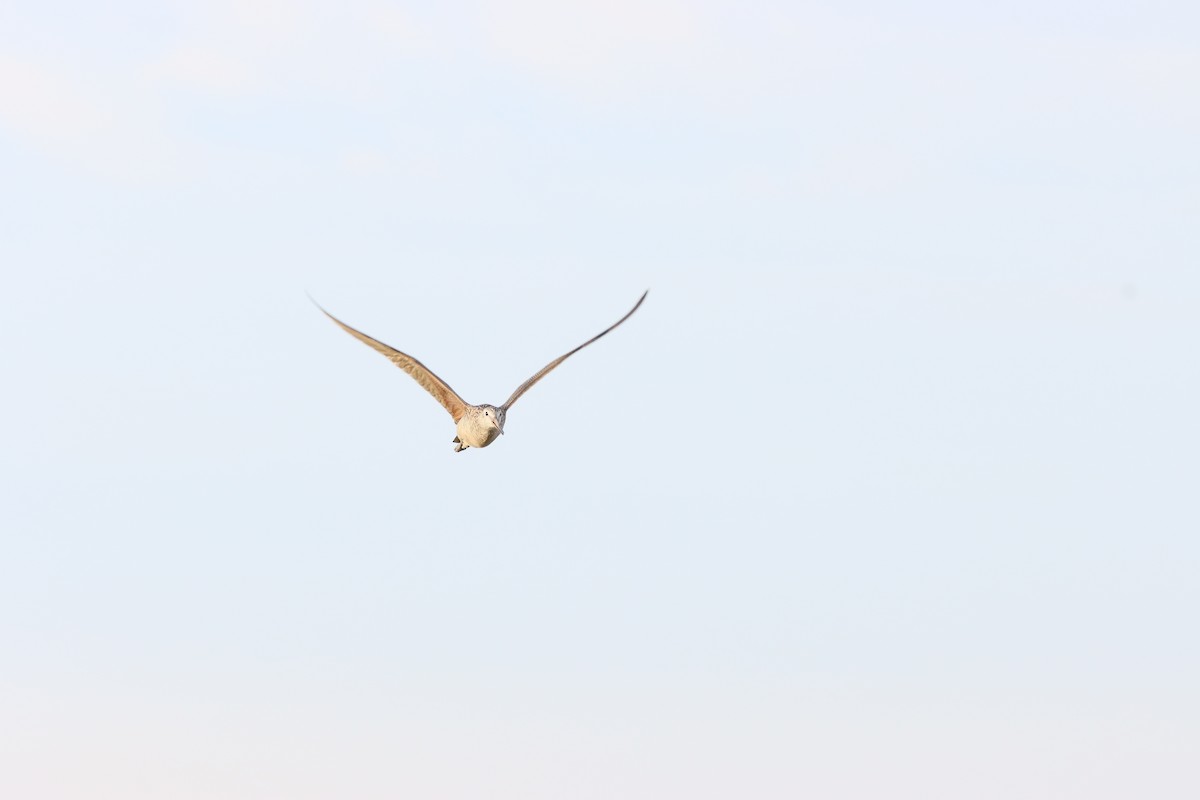 Marbled Godwit - ML593154211